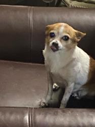 Lost Female Dog last seen Near Courtney, West Palm Beach, FL 33401