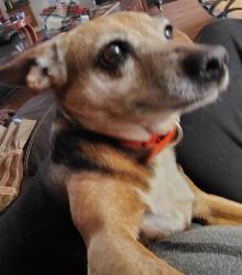 Reunited Female Dog last seen Wittenburg road, Taylorsville, NC 28681