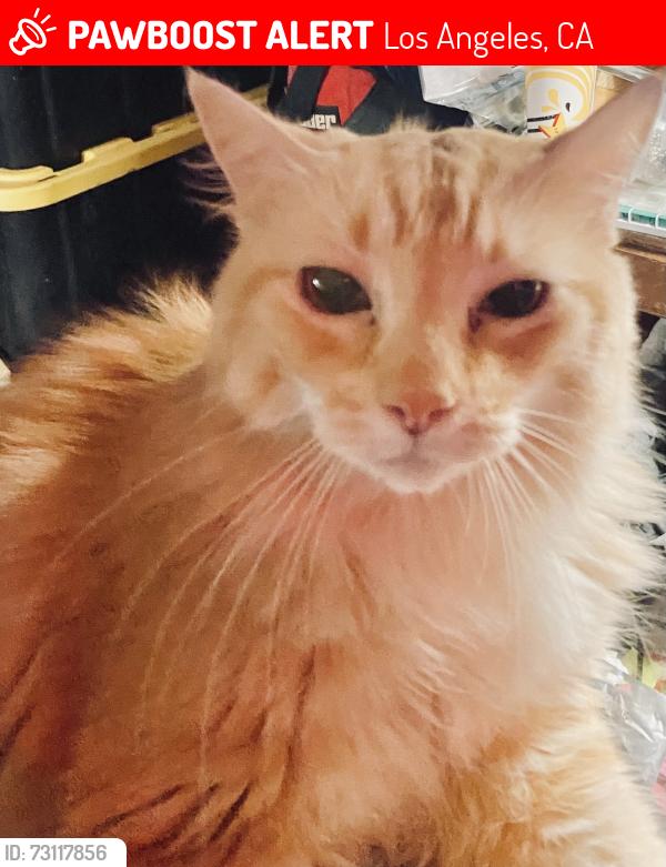 Lost Male Cat last seen Near Borden Ave, Sylmar across from Sylmar Park, Los Angeles, CA 91342