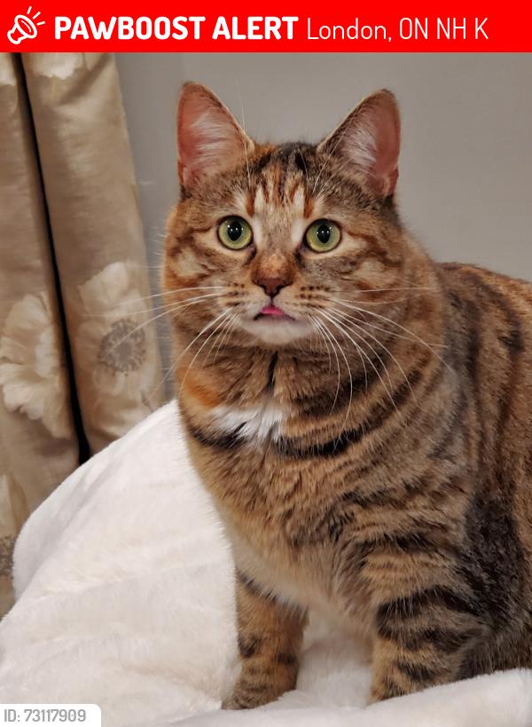 Lost Female Cat last seen Hydepark and sunningdale, London ont, London, ON N6H 5K4