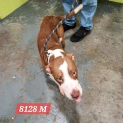 Shelter Stray Male Dog last seen Jim Hill Rd and Five Mile, Mason County,, 1965 Fairground Rd, Point Pleasant, WV 25550, USA