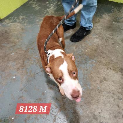 Shelter Stray Male Dog last seen Jim Hill Rd and Five Mile, Mason County,, 1965 Fairground Rd, Point Pleasant, WV 25550, USA