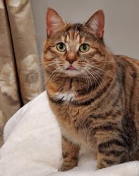 Lost Female Cat last seen Hydepark and sunningdale, London ont, London, ON N6H 5K4
