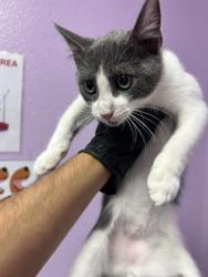 Shelter Stray Male Cat last seen Near SUNNYVIEW PL, CITY of El Paso, TX, 5001 Fred Wilson Ave, El Paso, TX 79906, USA