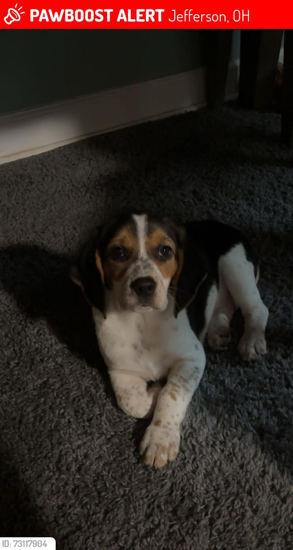 Lost Female Dog last seen North Spruce Street & East Jefferson Street, Jefferson, OH 44047
