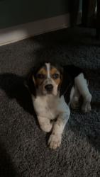 Lost Female Dog last seen North Spruce Street & East Jefferson Street, Jefferson, OH 44047