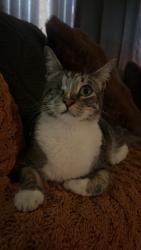 Lost Male Cat last seen Laurel ave /Date pomona California, Pomona, CA 91768