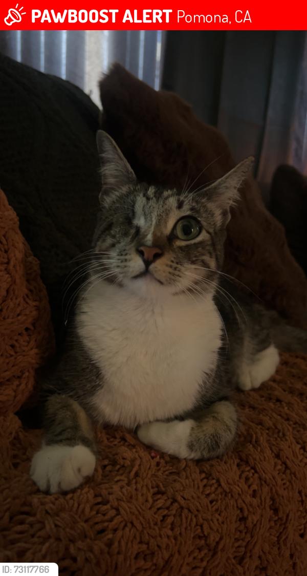 Lost Male Cat last seen Laurel ave /Date pomona California, Pomona, CA 91768
