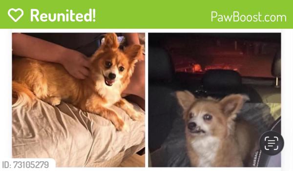 Reunited Male Dog last seen Hanns park, Vallejo, CA 94590