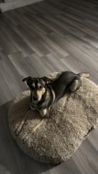 Reunited Male Dog last seen Bass pro shop, Tacoma, WA 98408