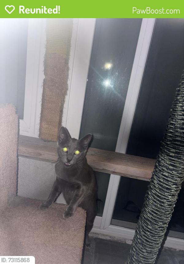 Reunited Unknown Cat last seen Wildwood/Woodspring, Irvine, CA 92604