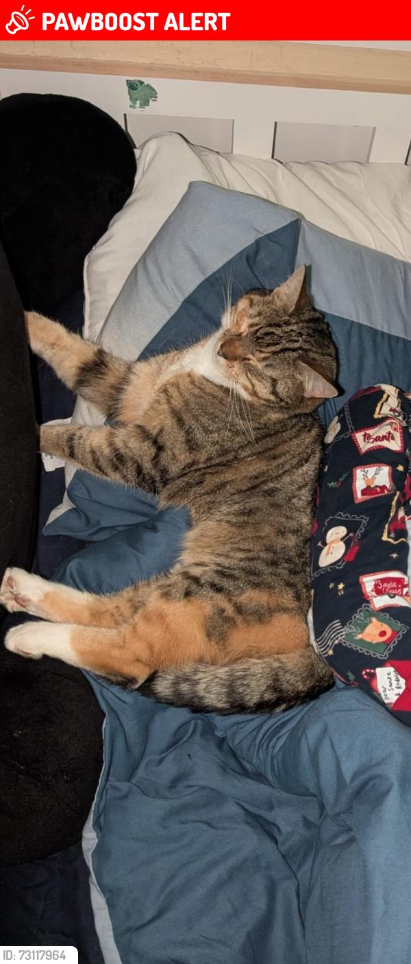 Lost Female Cat last seen Dundry hill, Bishopsworth, England 