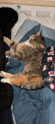 Lost Female Cat last seen Dundry hill, Bishopsworth, England 