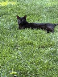 Found/Stray Unknown Cat last seen Shenandoah & Greenbush, Lafayette, IN 47905