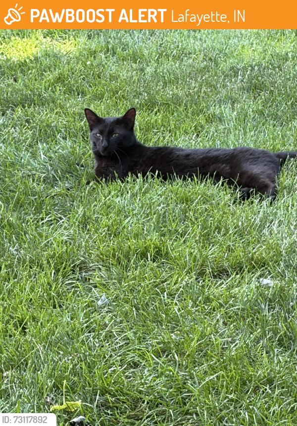 Found/Stray Unknown Cat last seen Shenandoah & Greenbush, Lafayette, IN 47905