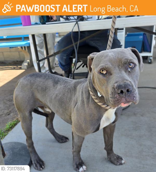 Found/Stray Male Dog last seen rosies dog beach 5000 E OCEAN BLVD, LONG BEACH CA, 90803, Long Beach, CA 90803