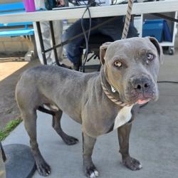 Found/Stray Male Dog last seen rosies dog beach 5000 E OCEAN BLVD, LONG BEACH CA, 90803, Long Beach, CA 90803