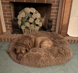 Reunited Female Dog last seen Perimeter Church, Johns Creek, GA 30097