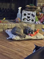 Lost Male Dog last seen Park Lane, Dallas, Dallas, TX 75231