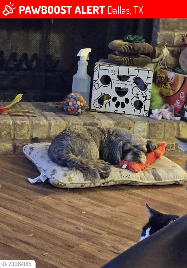 Lost Male Dog last seen Park Lane, Dallas, Dallas, TX 75231