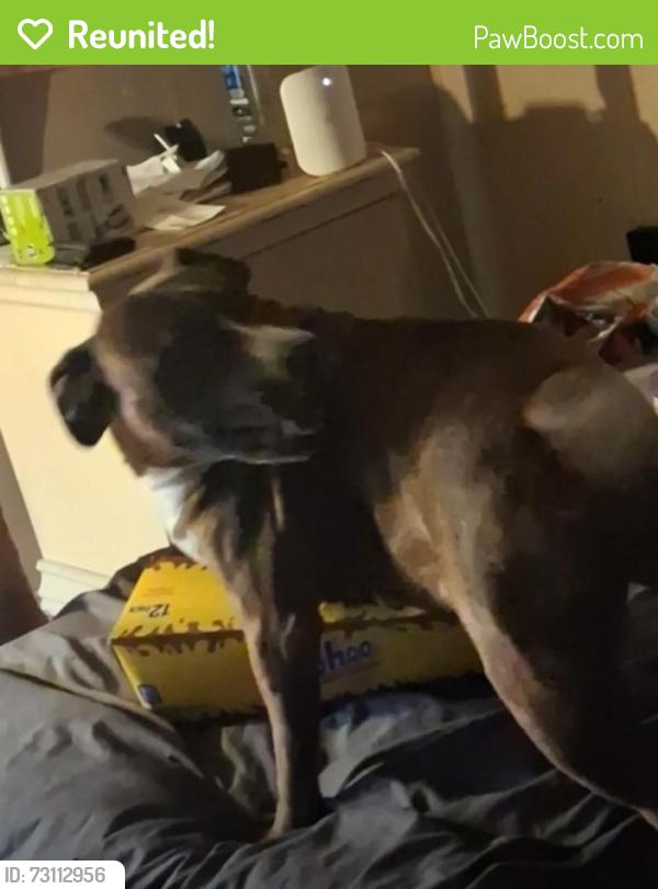 Reunited Female Dog last seen 23rd st and daughtry rd, Zephyrhills, FL 33540