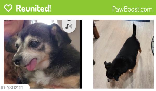 Reunited Female Dog last seen Glen Ave & Elwood, Pomona, CA 91768