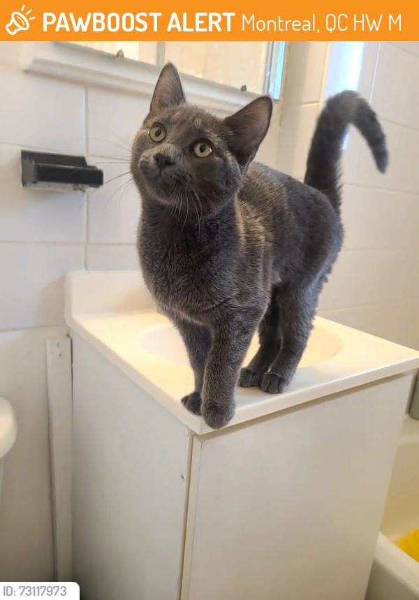 Found/Stray Female Cat last seen Rue Moreau & Rue Sherbrooke, Montreal, QC H1W 2M8