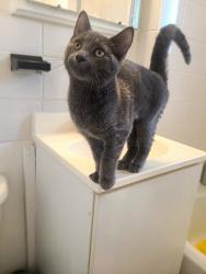 Found/Stray Female Cat last seen Rue Moreau & Rue Sherbrooke, Montreal, QC H1W 2M8