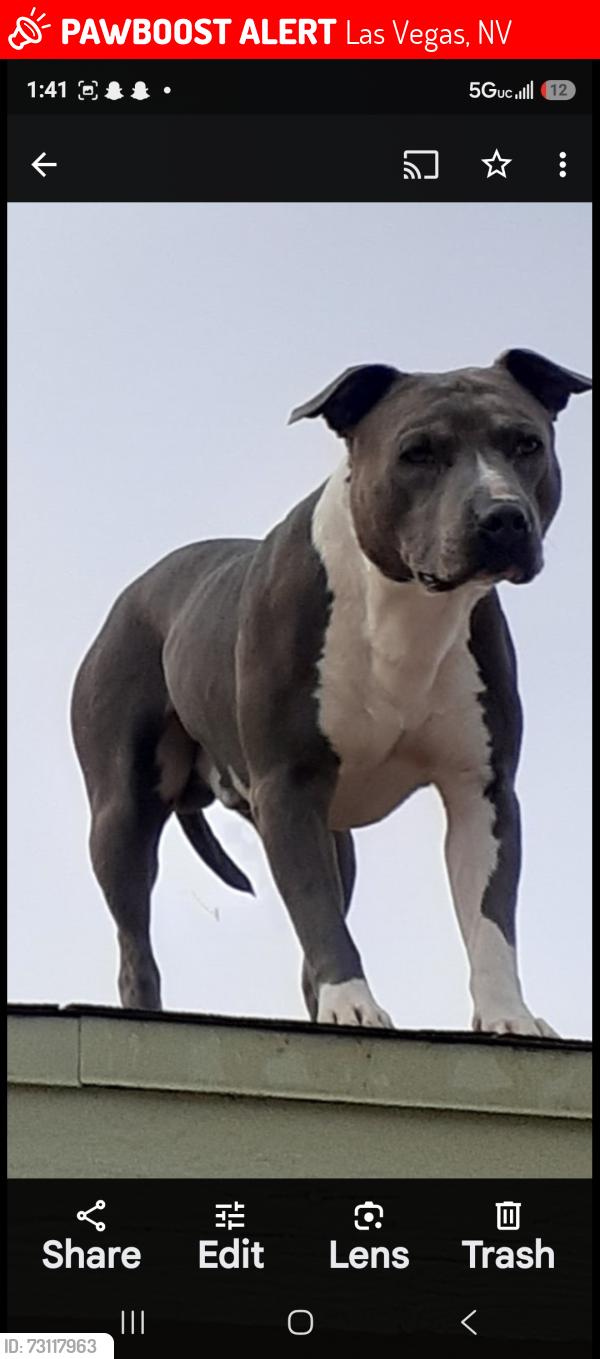 Lost Male Dog last seen Boulder station, Las Vegas, NV 89135