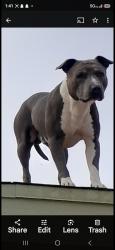 Lost Male Dog last seen Boulder station, Las Vegas, NV 89135