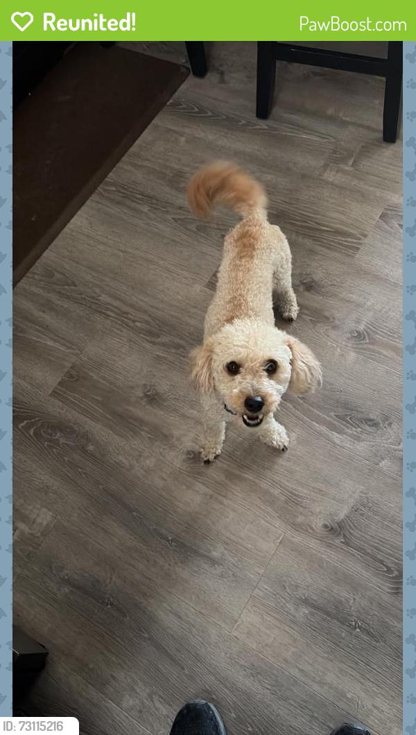 Reunited Male Dog last seen Washington & 104th ave, Northglenn, CO 80233