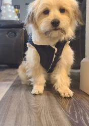 Lost Male Dog last seen Colorado and martin, San Antonio, TX 78207
