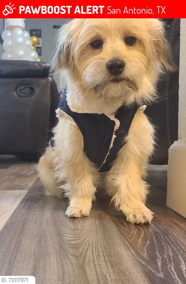 Lost Male Dog last seen Colorado and martin, San Antonio, TX 78207