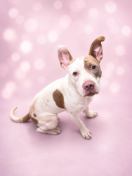 Shelter Stray Male Dog last seen Near Wilda Street, CARENCRO, LA, 70520, 410 Dugas Rd, Lafayette, LA 70507, USA