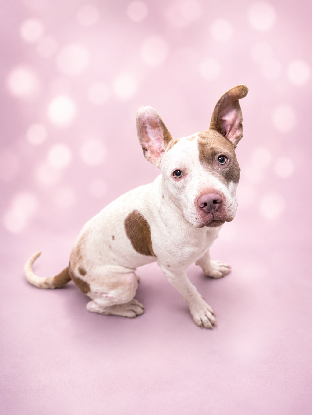 Shelter Stray Male Dog last seen Near Wilda Street, CARENCRO, LA, 70520, 410 Dugas Rd, Lafayette, LA 70507, USA