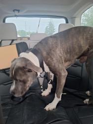 Found/Stray Male Dog last seen Mentzer Gap Road, Waynesboro, PA 17268