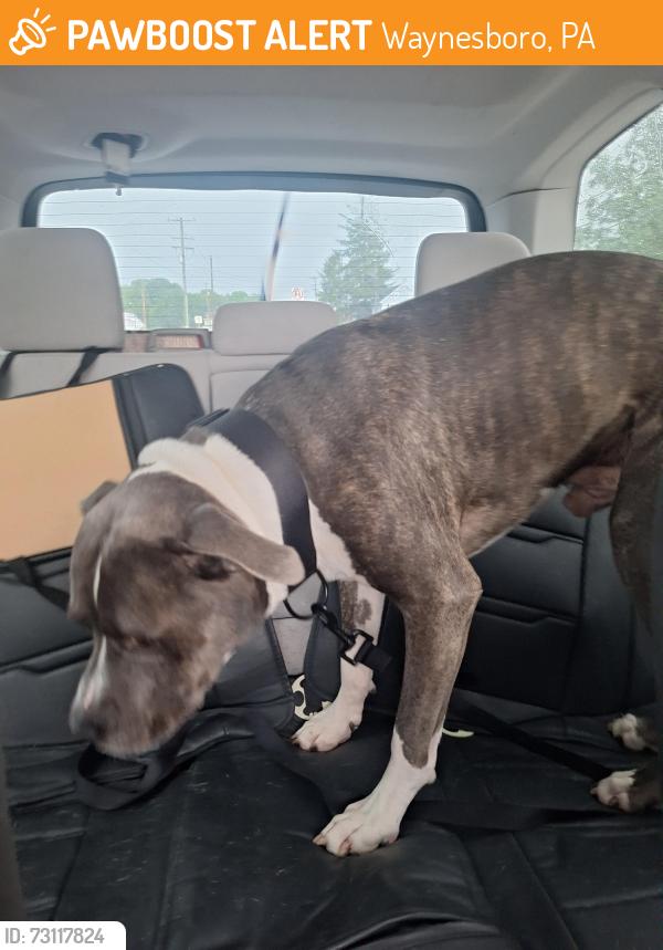 Found/Stray Male Dog last seen Mentzer Gap Road, Waynesboro, PA 17268