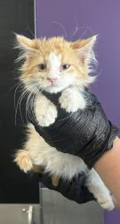 Shelter Stray Male Cat last seen Near S 7450 W, Magna Township, UT, 84044, 511 W 3900 S, Salt Lake City, UT 84123, USA