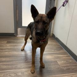 Shelter Stray Female Dog last seen 951A Heritage Road, San Diego, CA, 92154, 5500 Gaines St, San Diego, CA 92110, USA