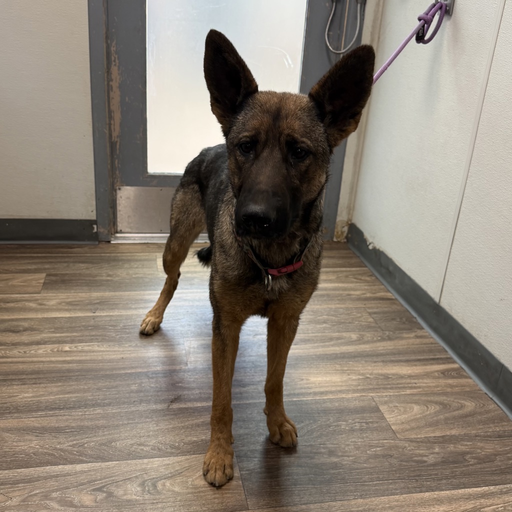 Shelter Stray Female Dog last seen 951A Heritage Road, San Diego, CA, 92154, 5500 Gaines St, San Diego, CA 92110, USA