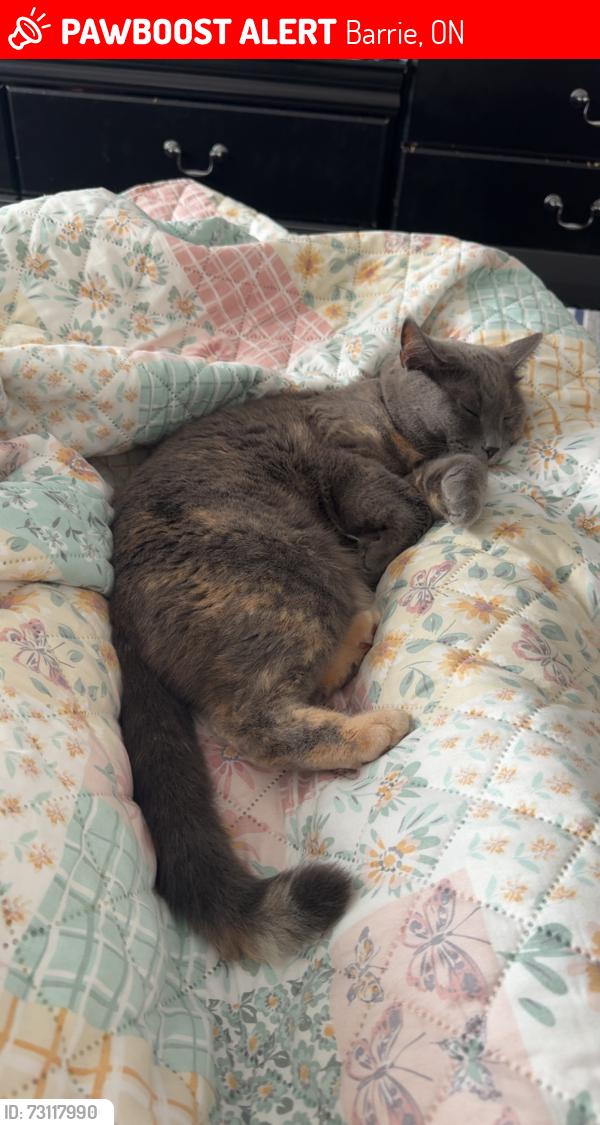 Lost Female Cat last seen Sherwood Crt, Barrie, ON 