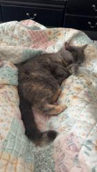 Lost Female Cat last seen Sherwood Crt, Barrie, ON 