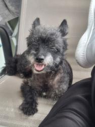 Found/Stray Male Dog last seen Rowlette and Almeda Genoa, Houston, TX 77075