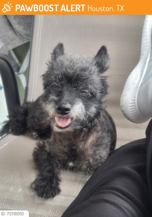 Found/Stray Male Dog last seen Rowlette and Almeda Genoa, Houston, TX 77075