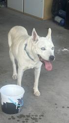 Reunited Male Dog last seen Near Saddlewood Trail SE, Rio Rancho, NM 87124, USA, Rio Rancho, NM 87124