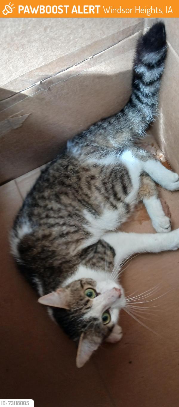 Found/Stray Unknown Cat last seen University/63rd st Windsor Heights, Windsor Heights, IA 50324