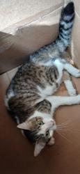 Found/Stray Unknown Cat last seen University/63rd st Windsor Heights, Windsor Heights, IA 50324