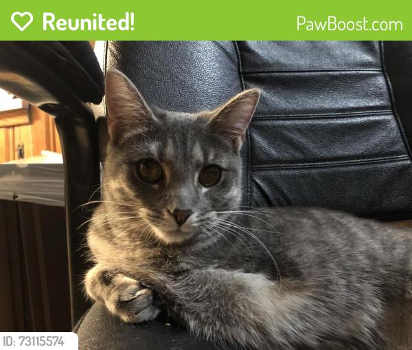 Reunited Female Cat last seen Mortimer and Kensington, Cleveland, OH 44111