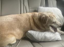 Reunited Female Dog last seen Fortune road near years to grow , Youngsville, LA 70592