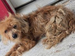 Found/Stray Unknown Dog last seen 1st street and Davis, Harlingen, TX 78550